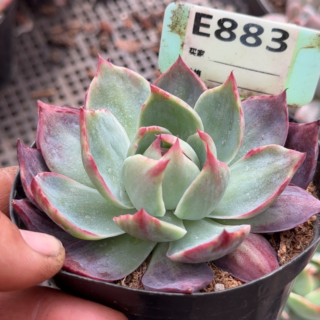 惊鸿一物一拍包装收缩花883