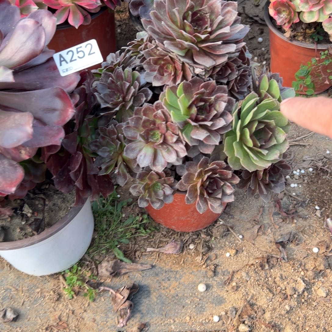 爱***252两颗组合多肉植物法师