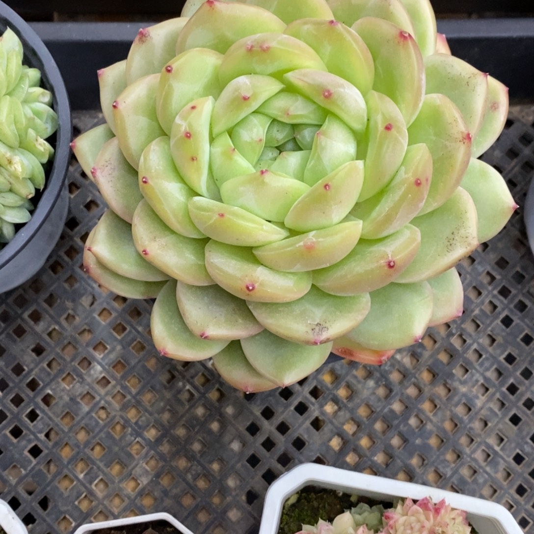 精品多肉一物一拍不包整269