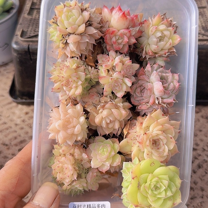 花时光精品多肉215