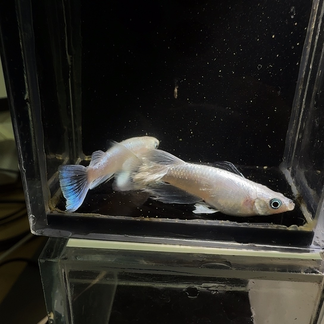 青鳉鱼一物一拍900