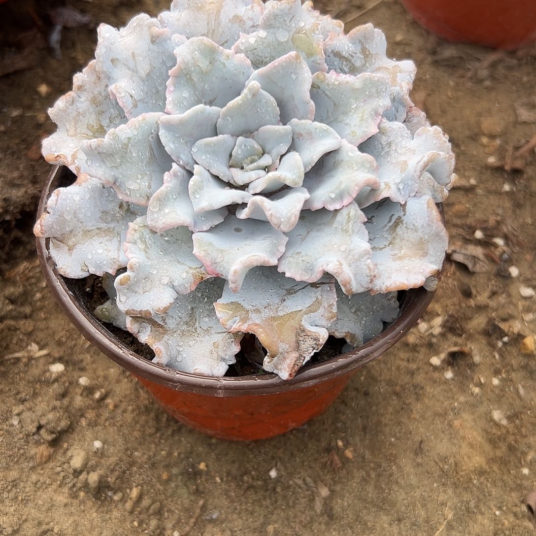 多肉植物白饺子皮