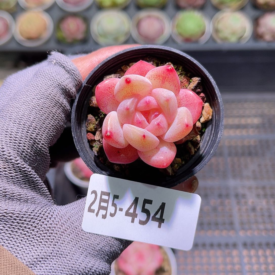 花05-454冰娃娃单头