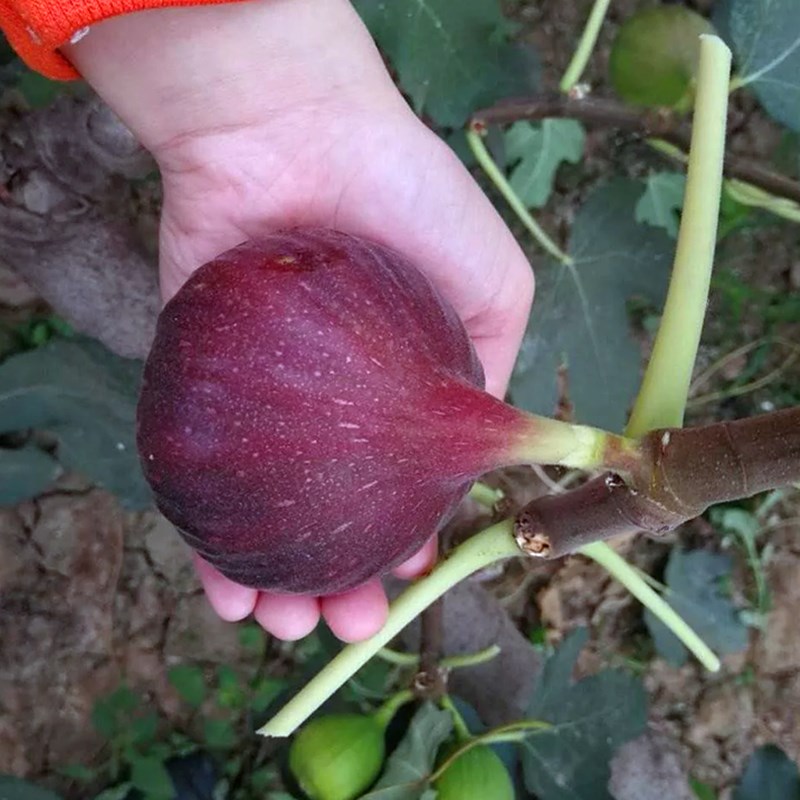 波姬红无花果树苗盆栽地载当年结果青皮红矮生无花果苗果树苗包邮