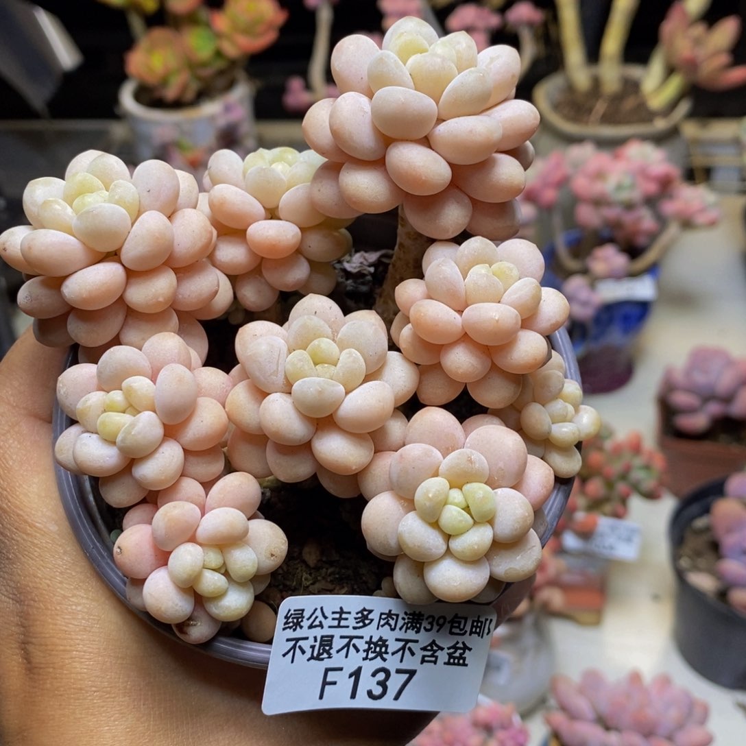 137洛可可多肉9c m