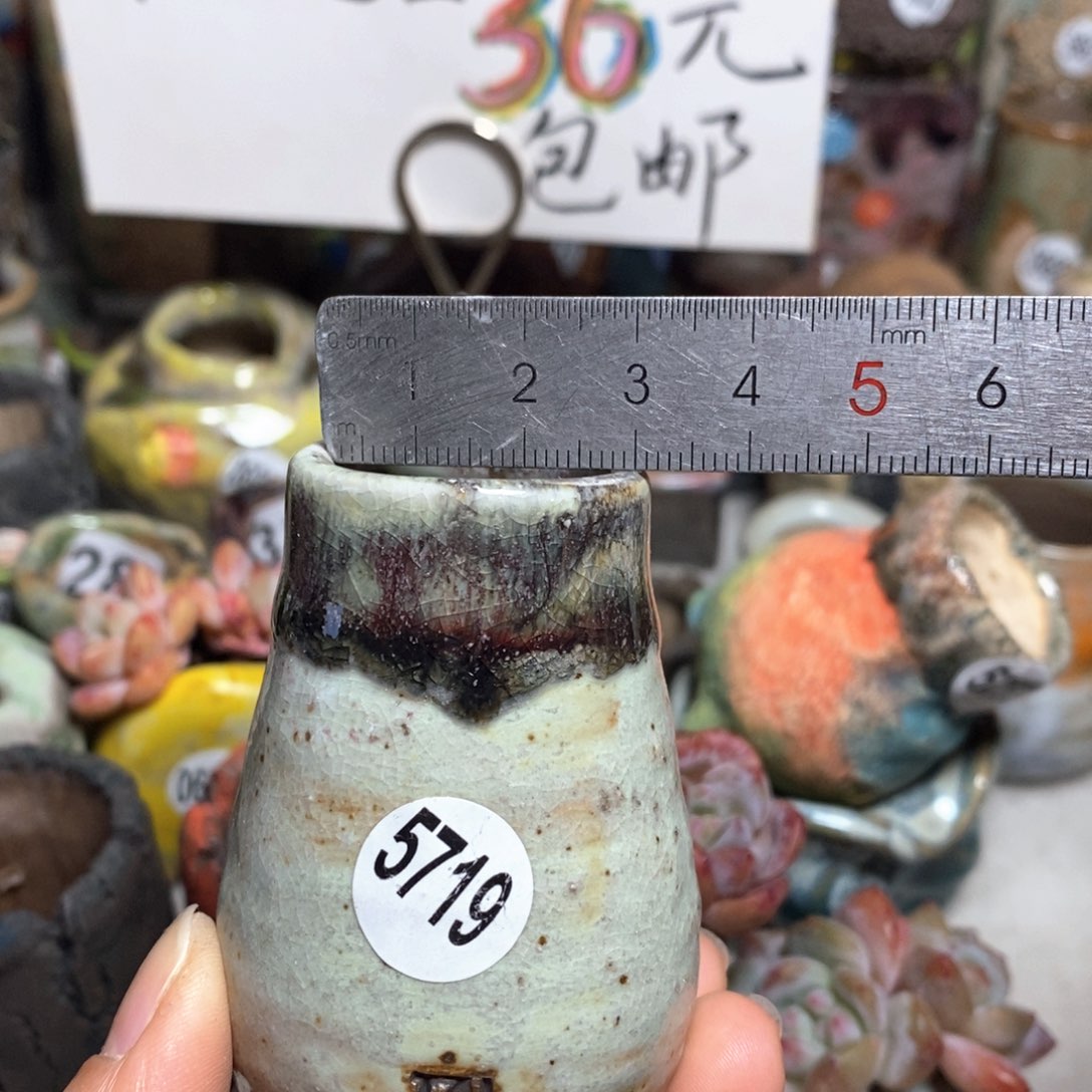 花盆拍5送一个小礼物