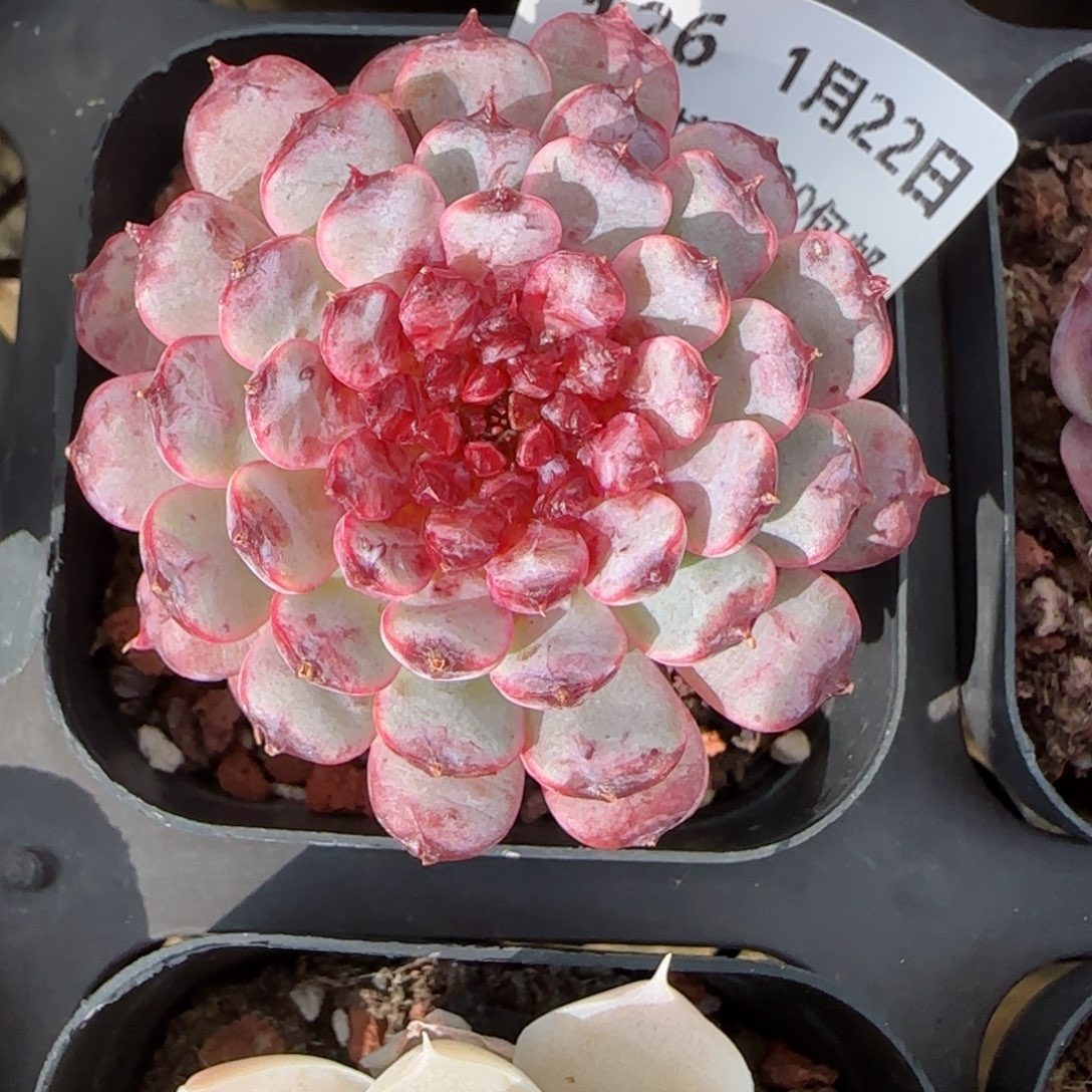 花语逸境0122-126