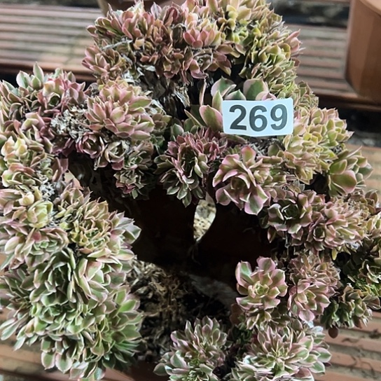 小***妈多肉植物一个女巫