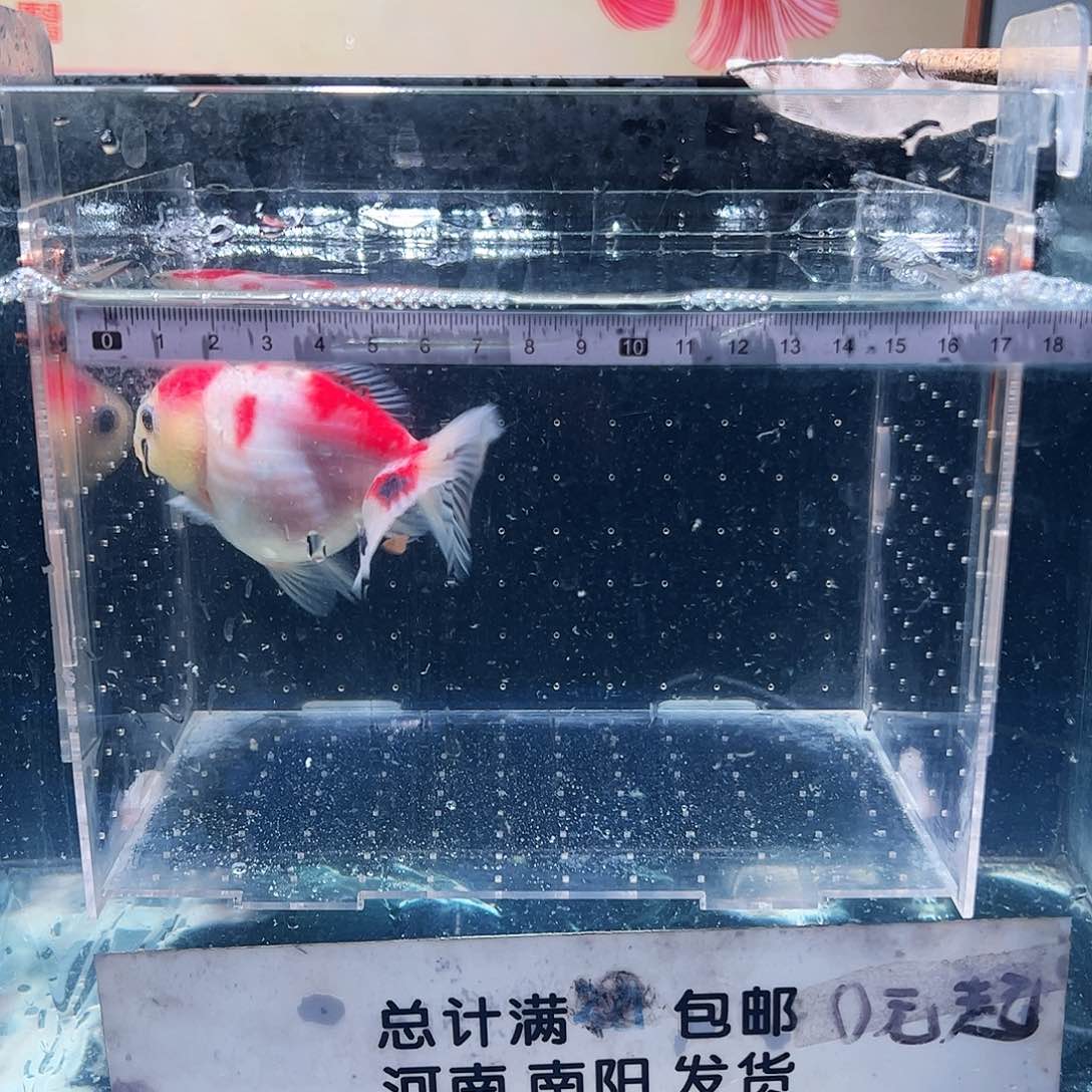 金鱼11111111111111