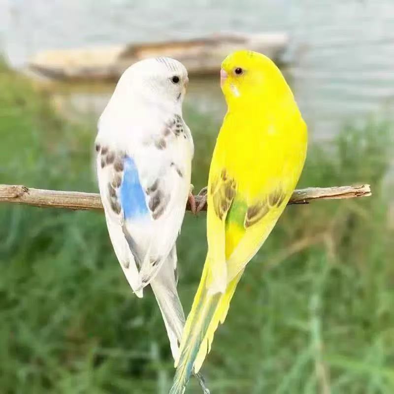 大头虎皮鹦鹉活鸟宠物好养亲人