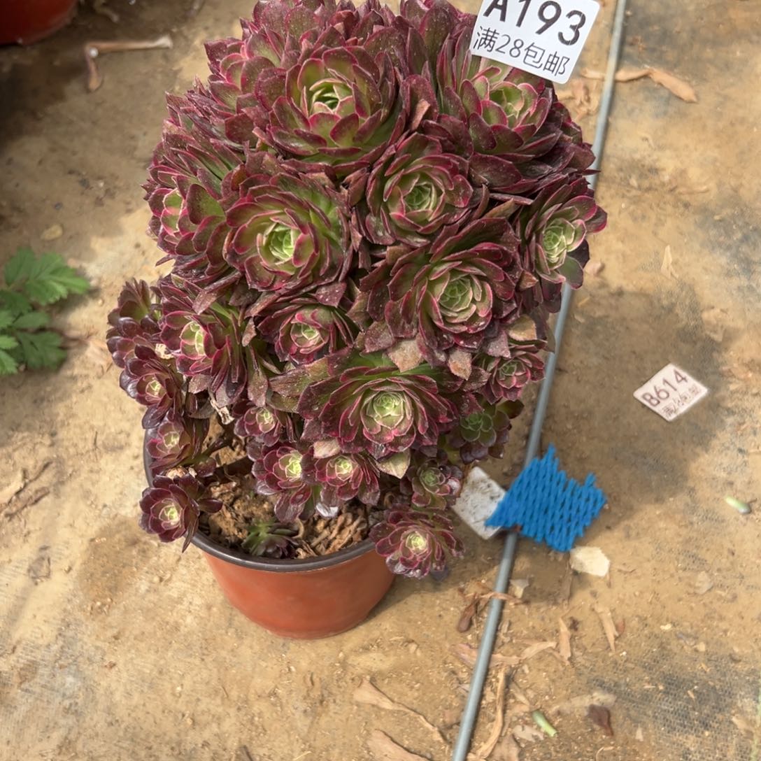 193多肉   莲花座    砍过          