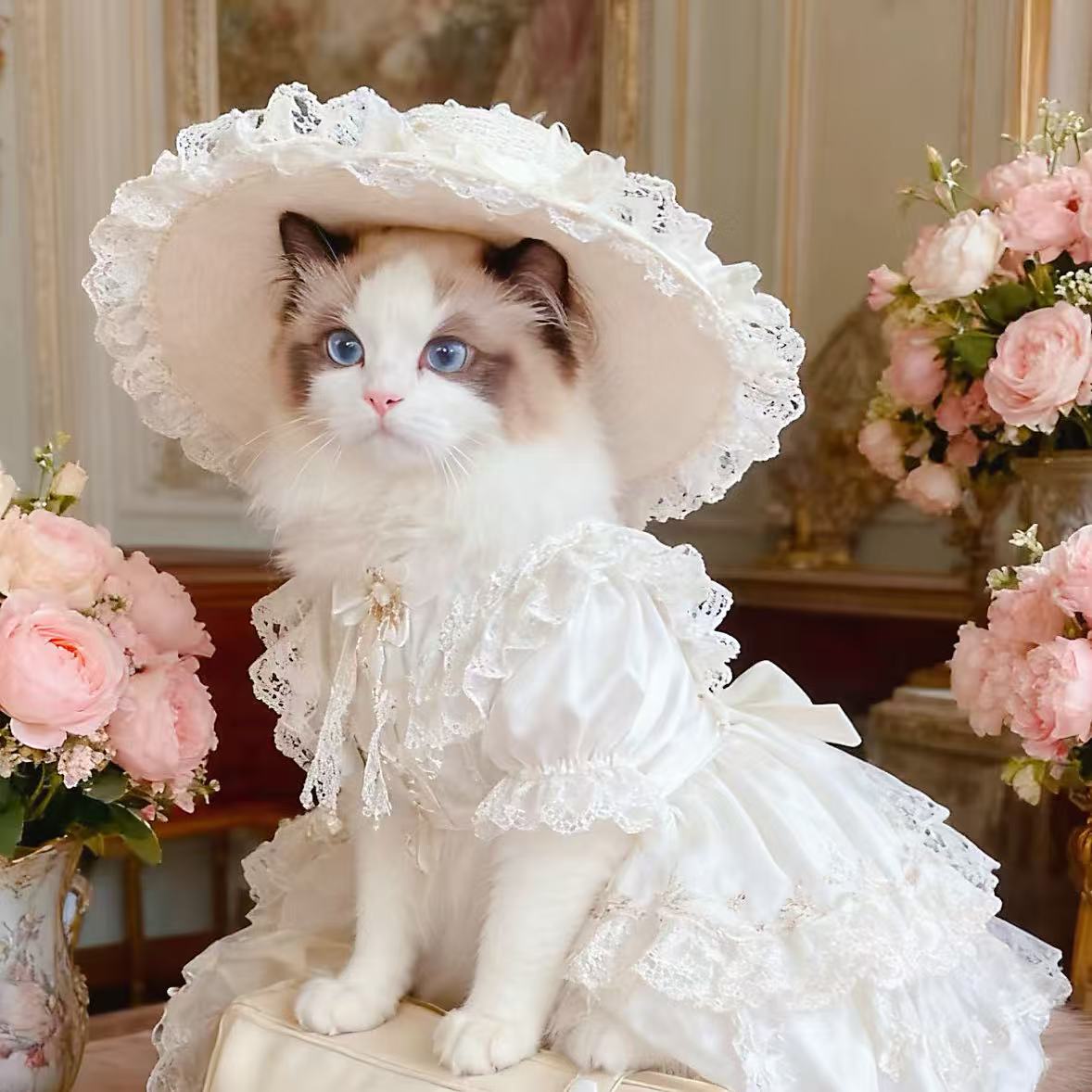 Bl 猫咪罐头湿粮礼盒