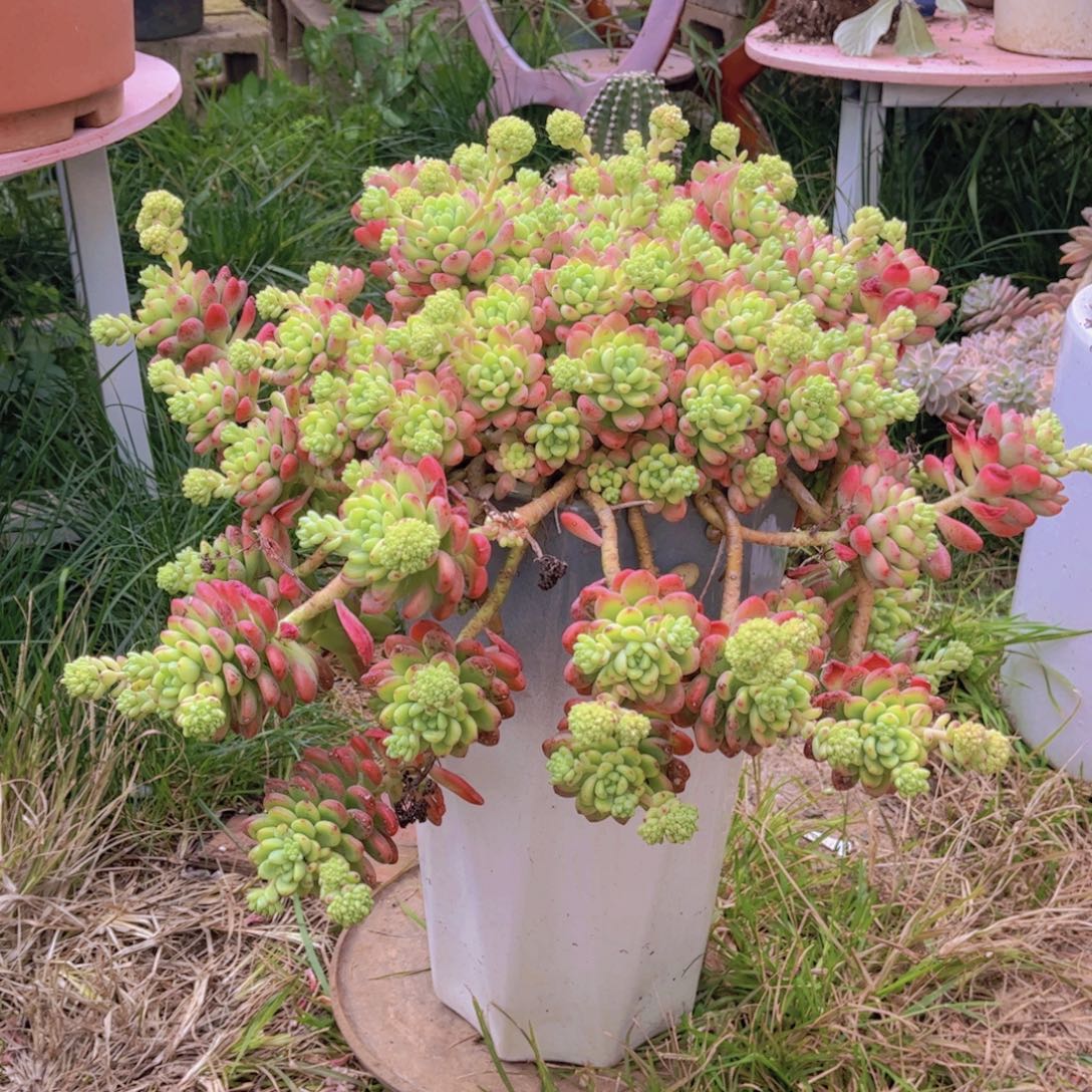 ₍***米多肉植物组合盆栽植物