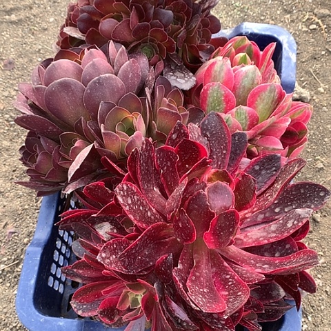 832四棵多肉植物