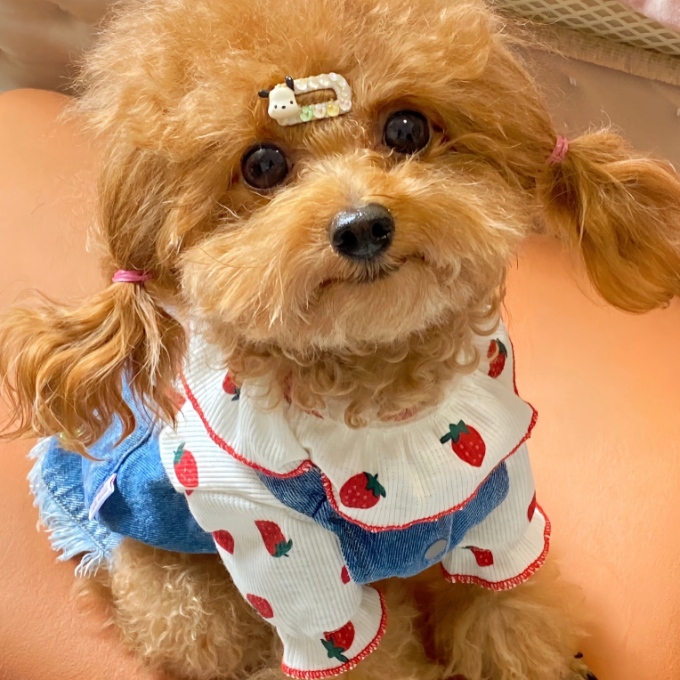 夏季薄款花边宠物衣服适合泰迪比熊雪纳瑞等小型犬