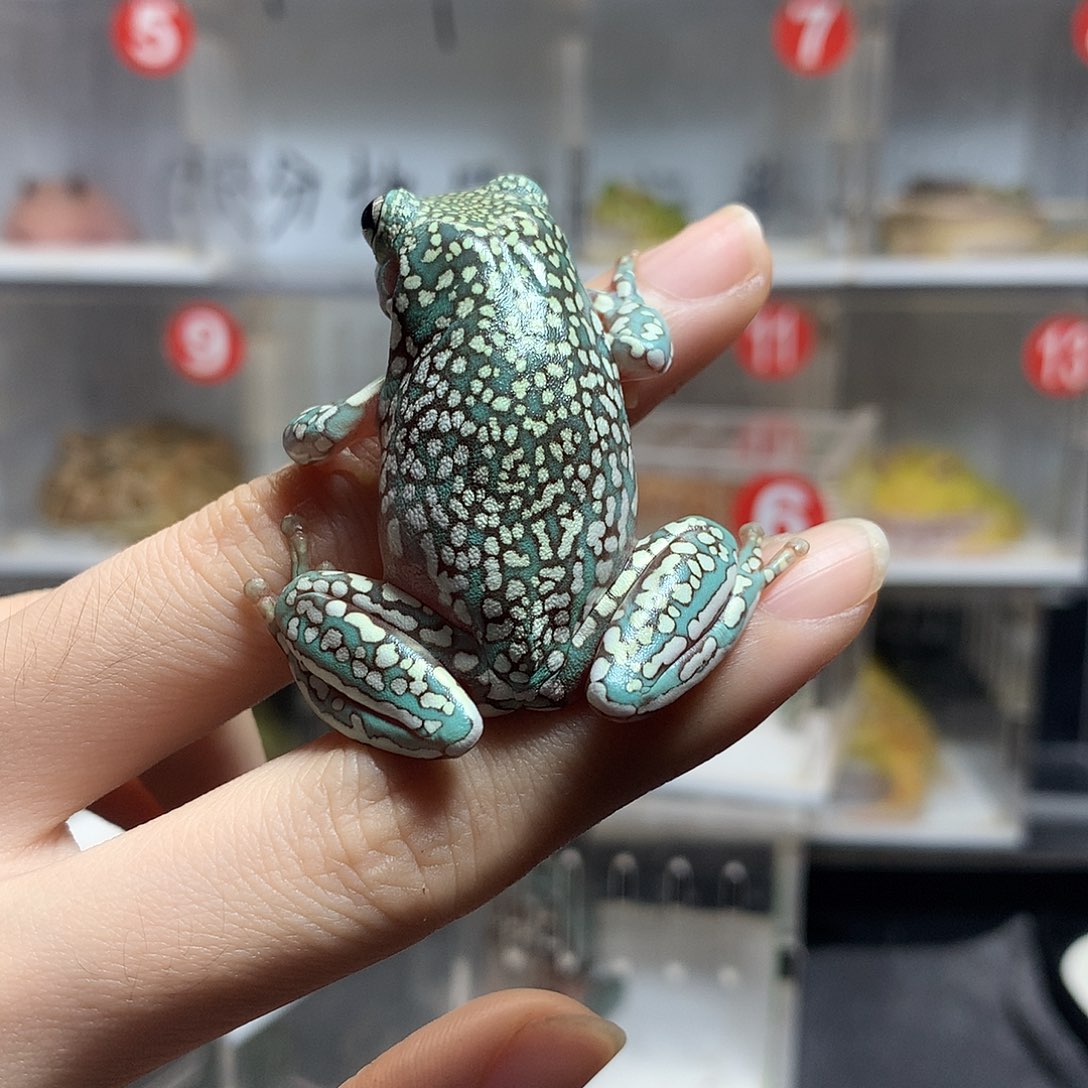 角蛙4395暴雪澳蓝树蛙