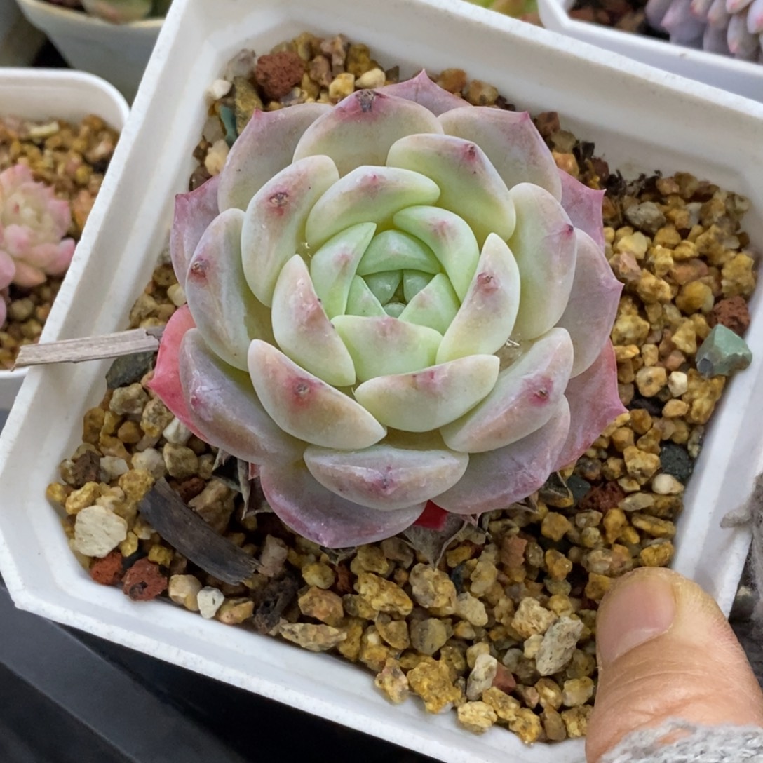 精品多肉一物一拍不包整371