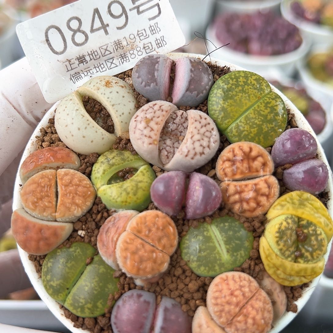 好养易活生石花大母本0849