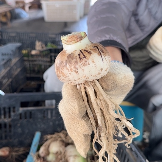 小青龙7号 籽播苗 6～7开花可能变异开花无售后