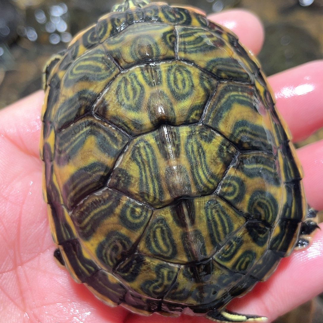 宠物龟不分公母6.4