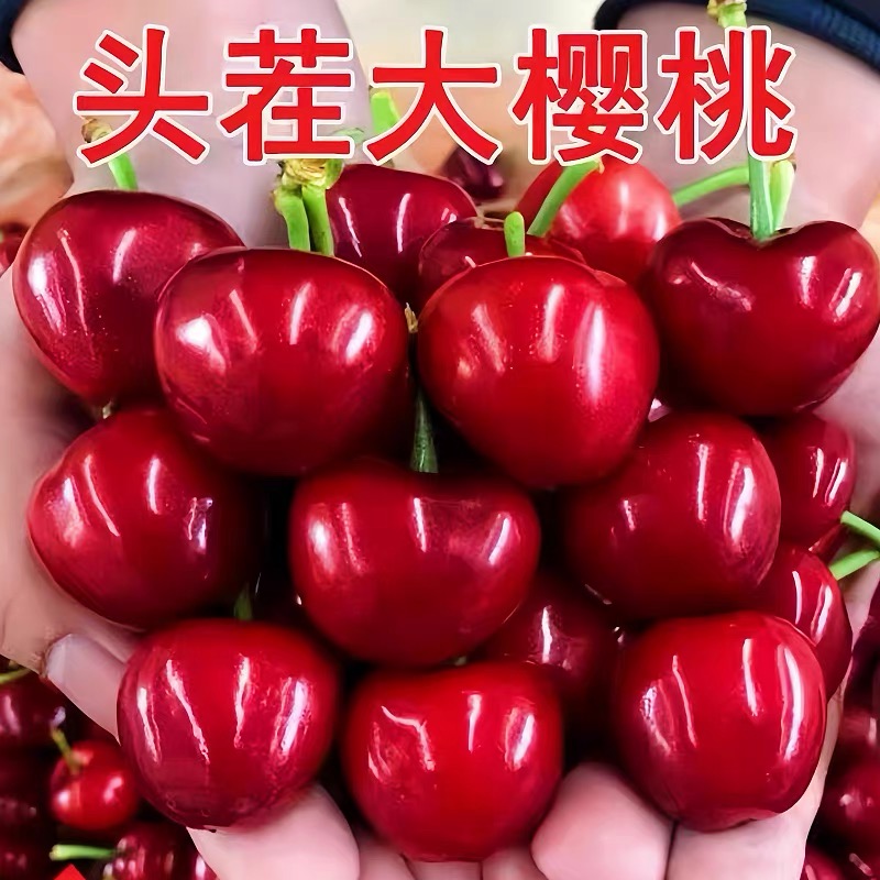 【果园现摘现发】多送1斤到手3-5斤装精选单果10-12g美早大樱桃JJJ新鲜水果美早