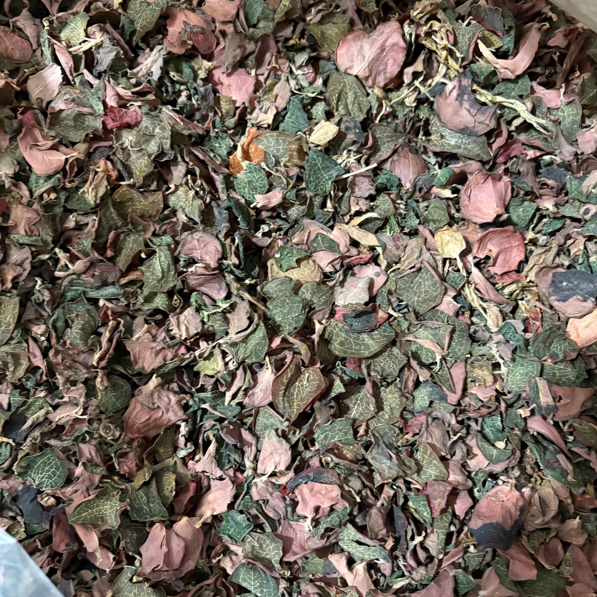 福建特产干货金线莲叶50g