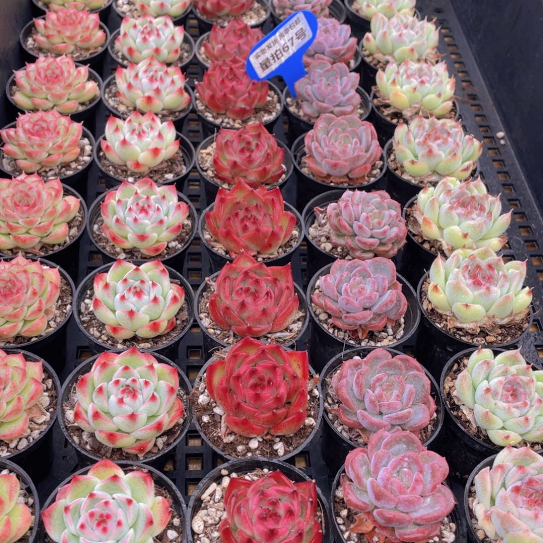 量拍67号 精美组合单头5个