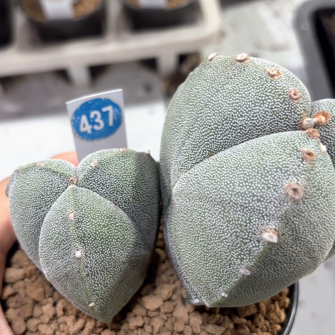 实生双头三角437一物一拍