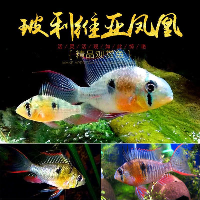 玻利维亚凤凰鱼南美短鲷热带观赏鱼小型鱼鱼苗种鱼好养易活鱼淡水