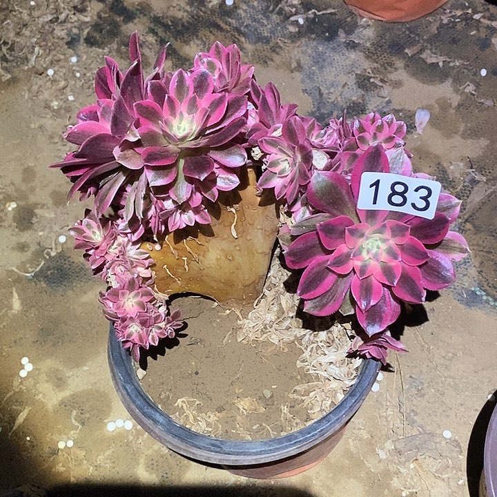 多肉植物法师183女巫朵朵