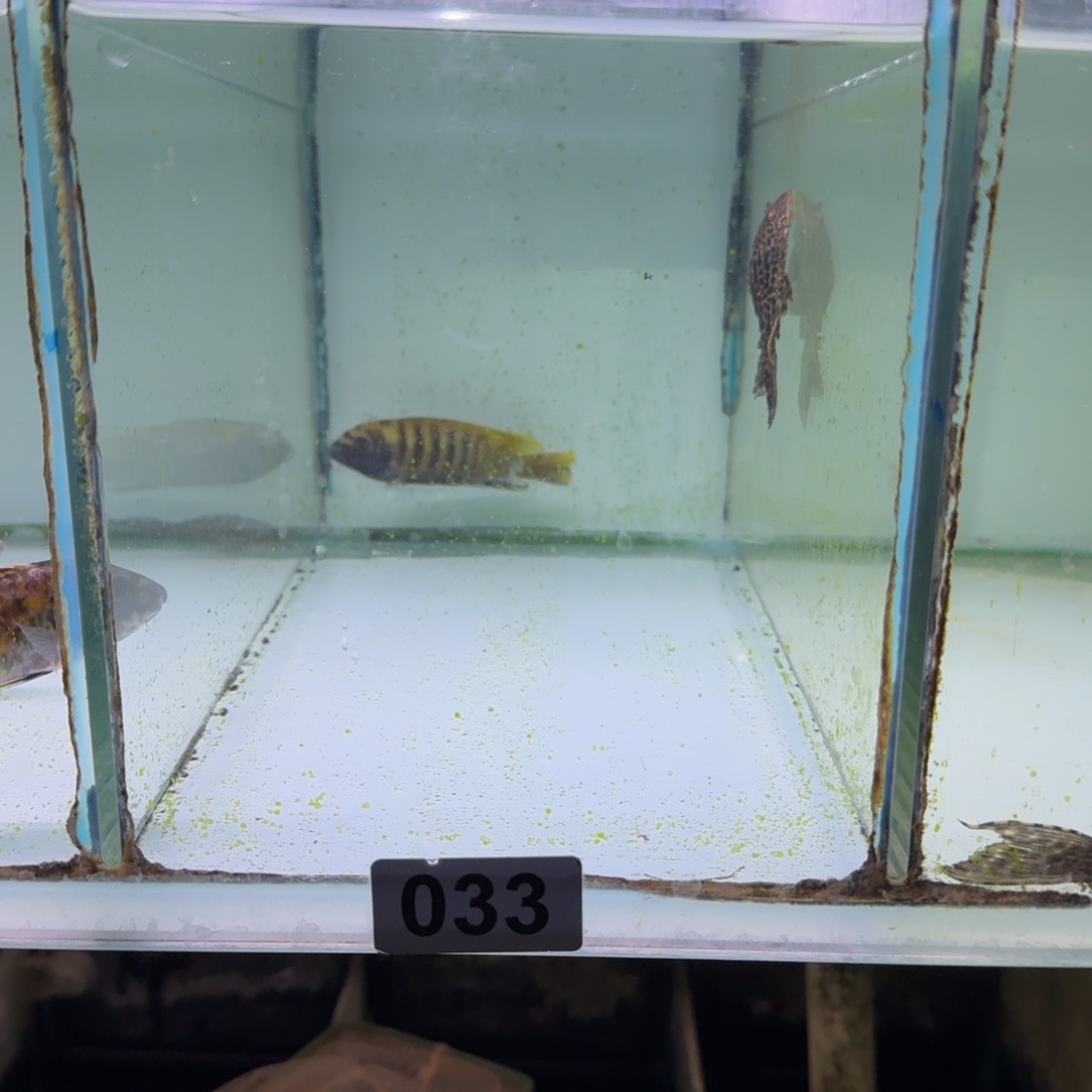 半***菜慈鲷鱼33号卡万佳