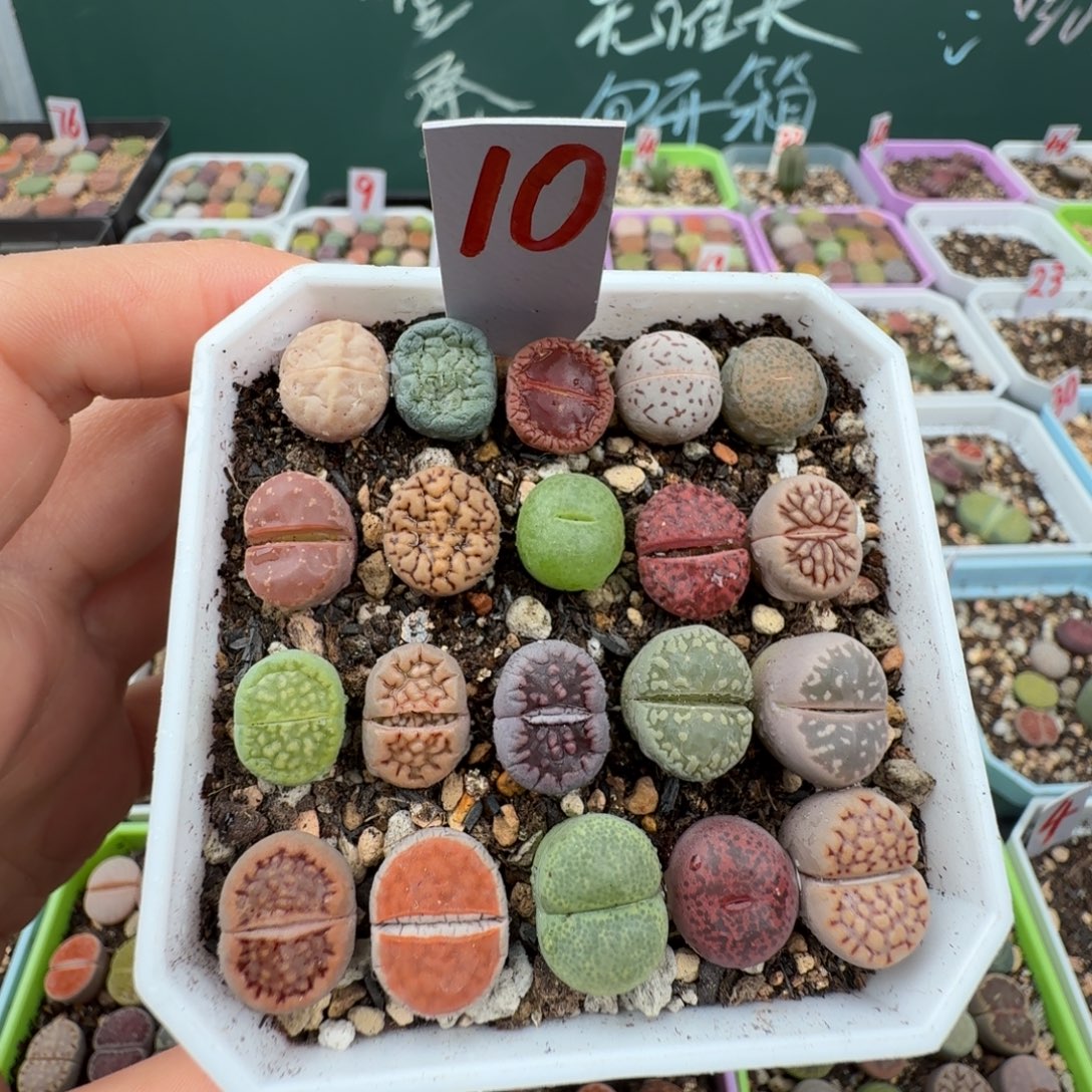 特价彩拼带盆土10