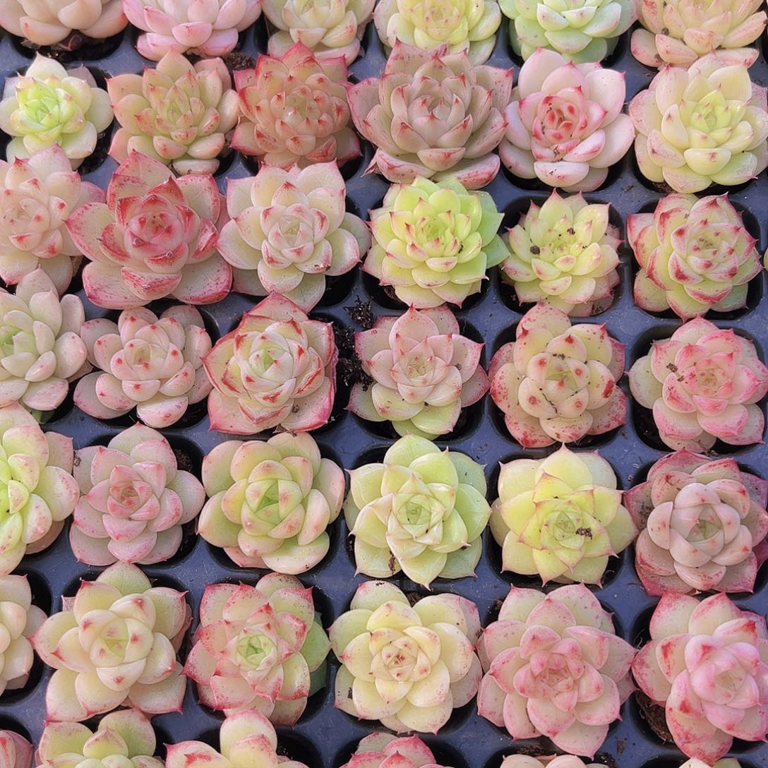 冰麦3代11颗19包邮多肉