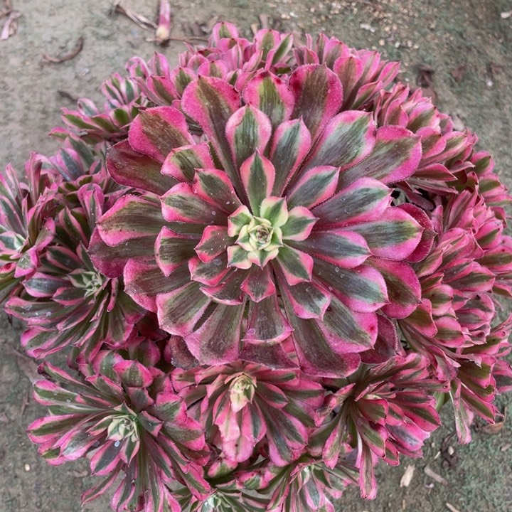 732红铜白精品法师多肉