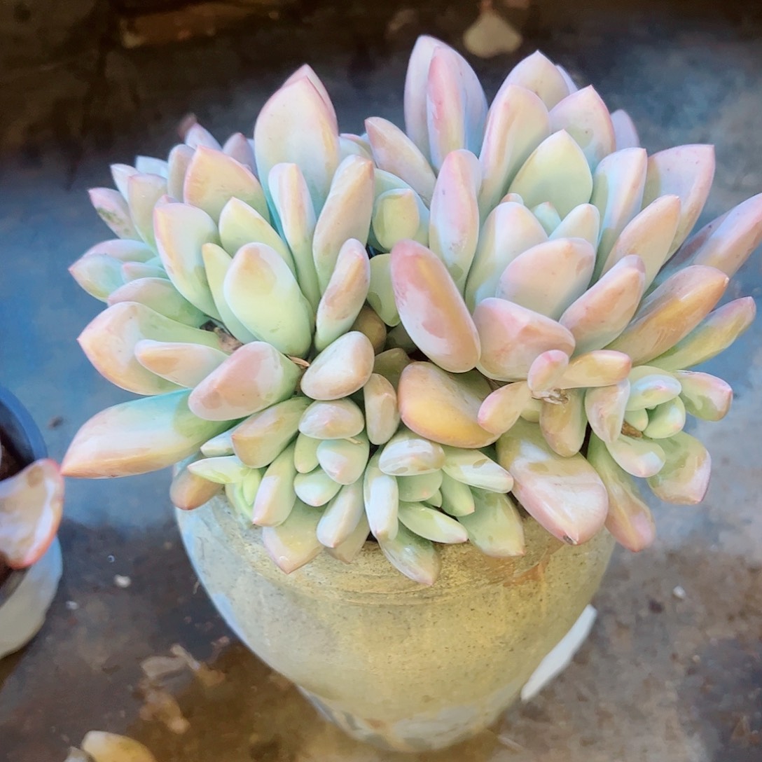鲜***马8头奥普，多肉植物