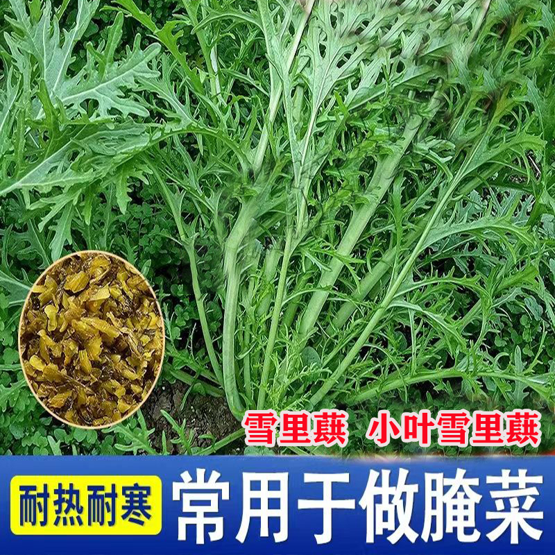 正宗雪里红种子细叶粗叶雪里蕻可腌咸菜的蔬菜籽雪里蕻九头鸟种苗