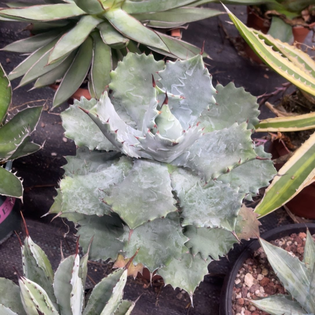 甲蟹龙舌兰系列龙舌兰