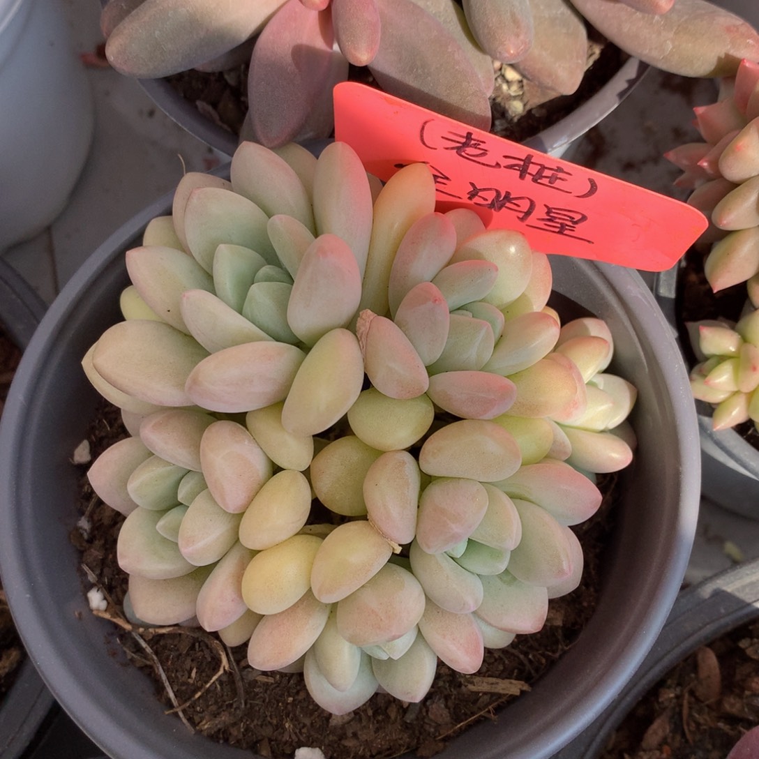 黄泡泡7272772277272