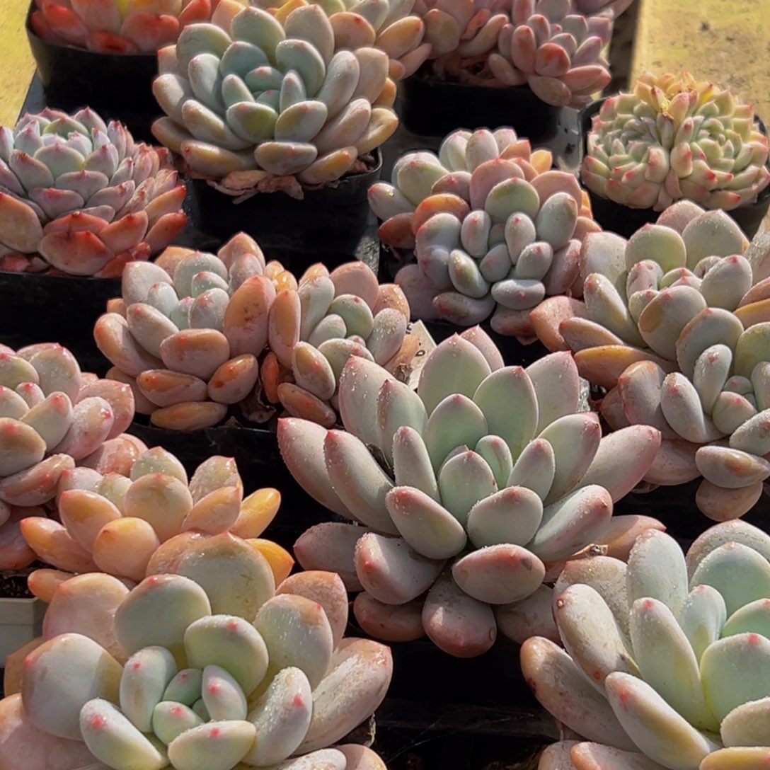 121多肉葡萄的味道真的是很不错