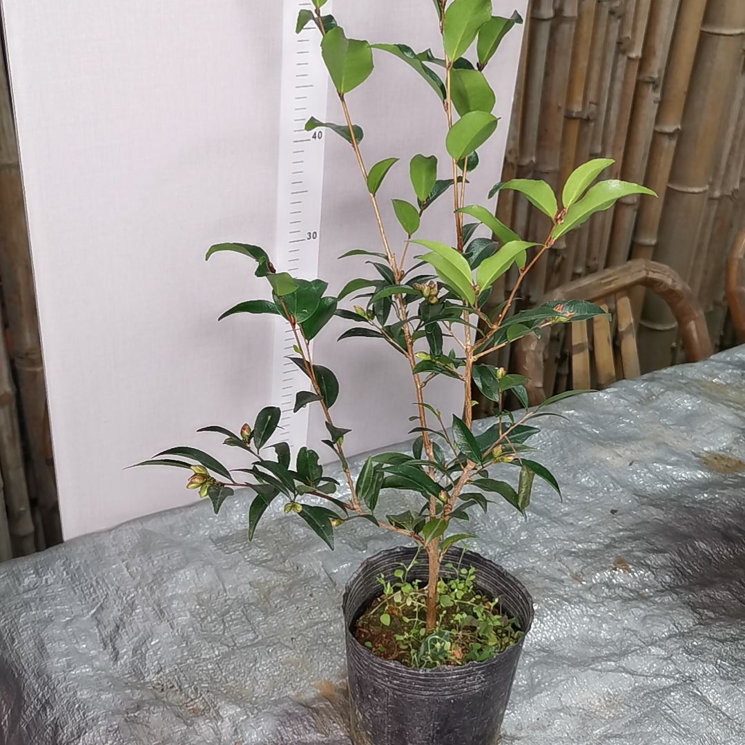 少量花朵（建议范围：2朵-5朵 或40%以下）