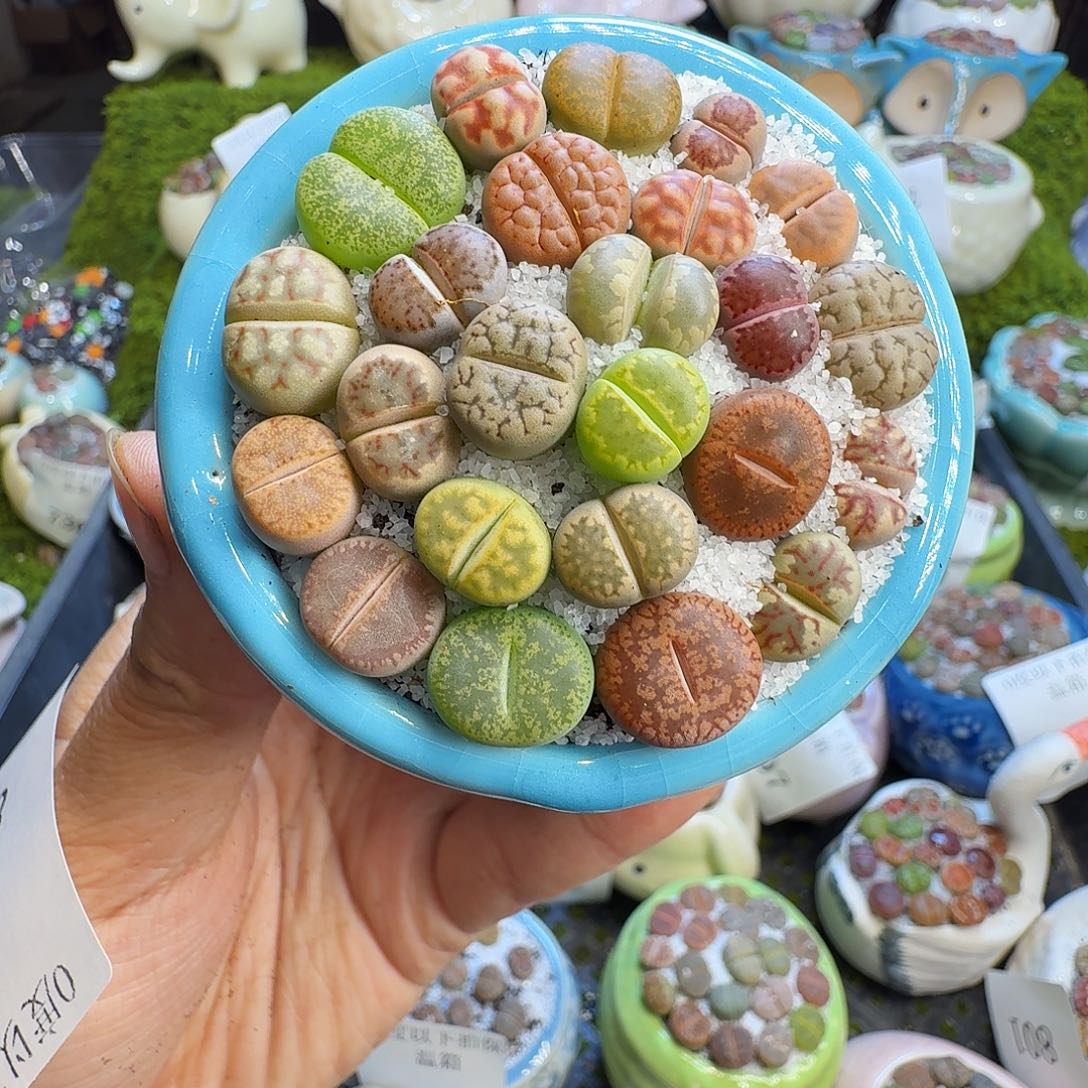 多肉植物福利冲809