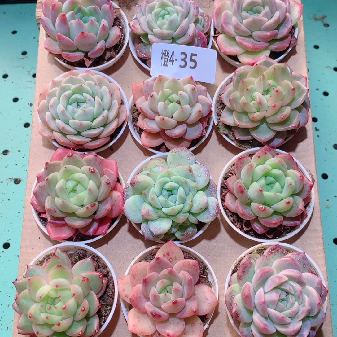 4-35一物一拍多肉带盆18颗