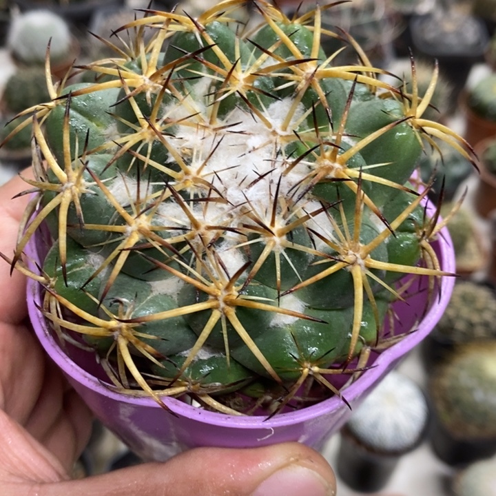 实生中号天丝象牙