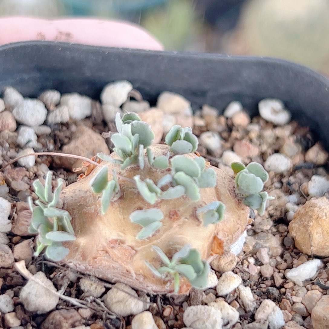 格家厚敦菊 实生块根