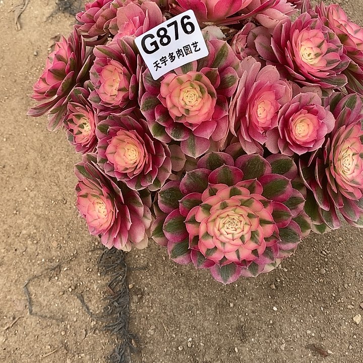 多肉植物倾城876多肉