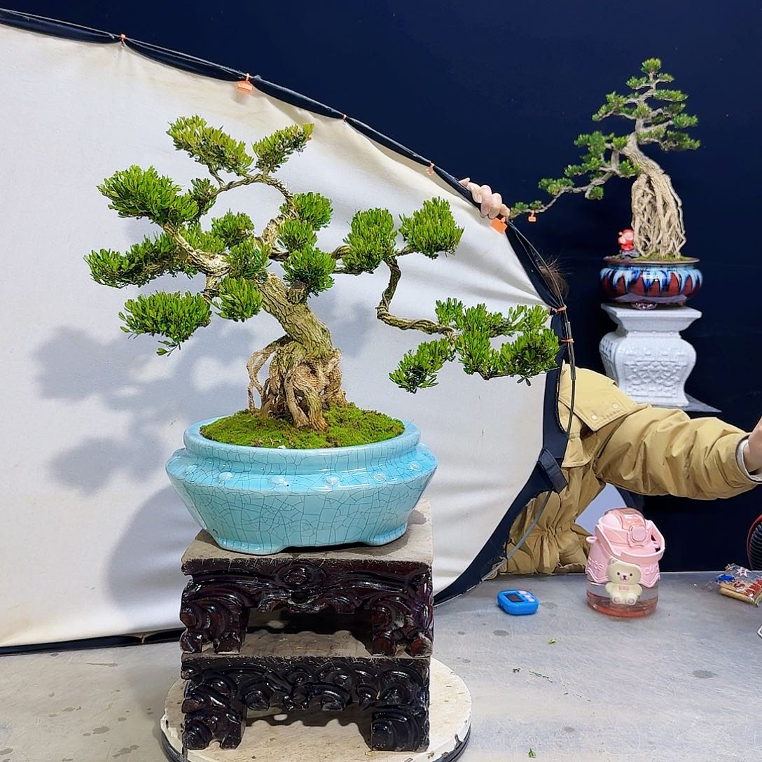 高端黄杨盆景艺术