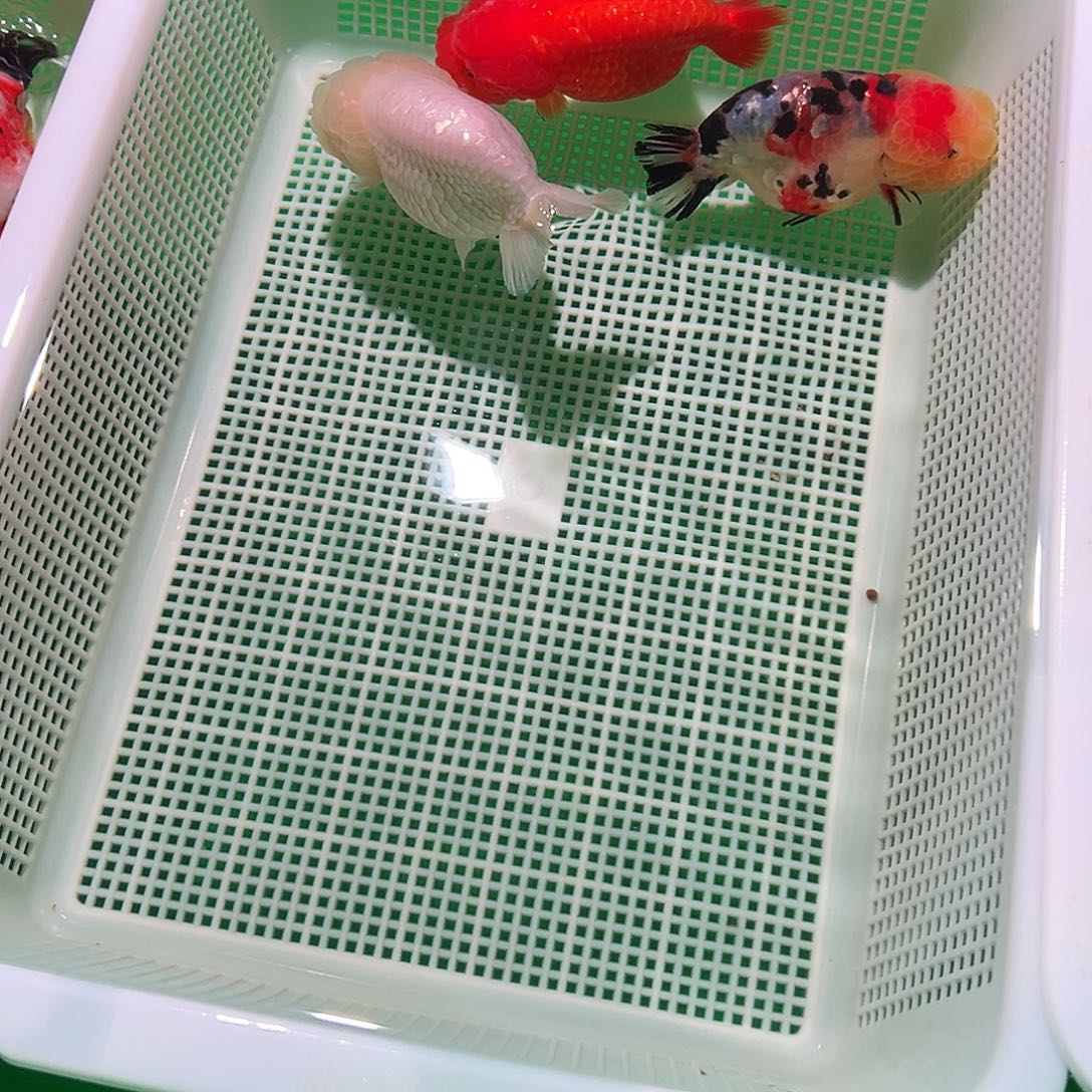 海水鱼阿牛兰寿直播选购