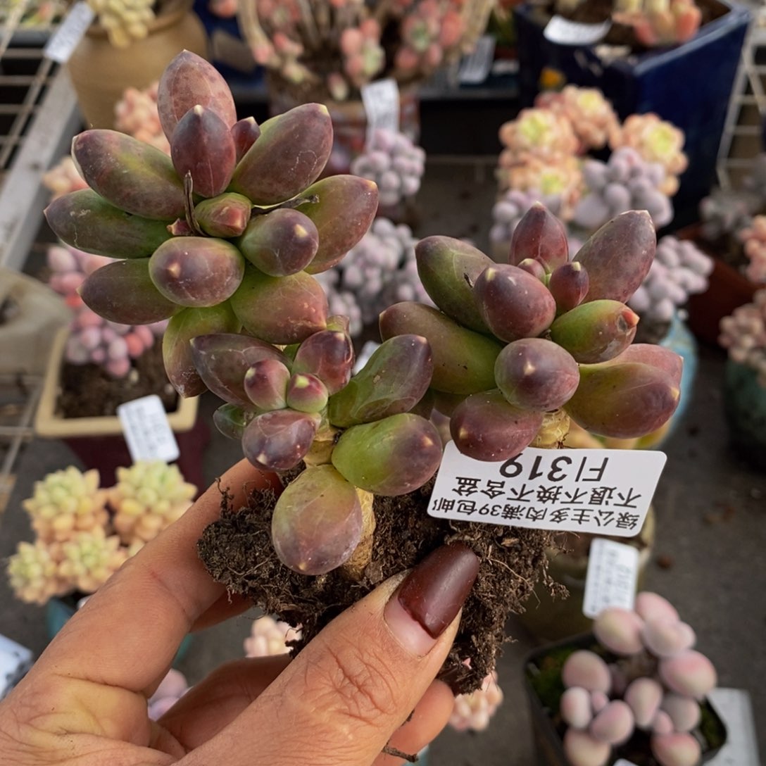 艳*?肥炸香蕉树319/8cm运输掉叶