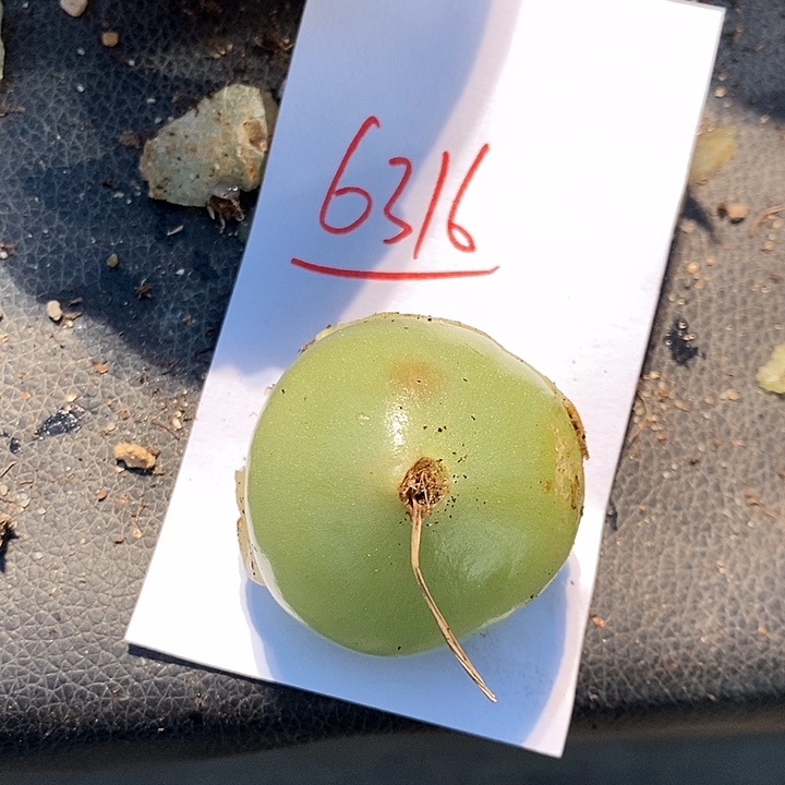 6316。  一颗苍角殿。  