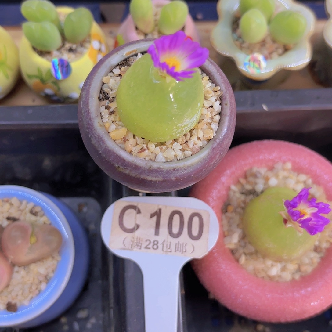 C100灯泡一物一拍